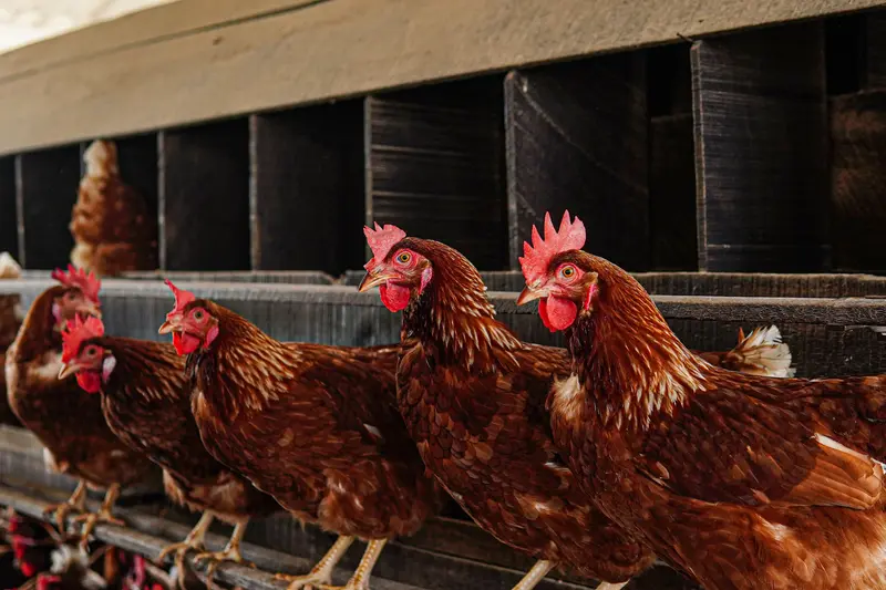 Gallinas que ponen huevos enriquecidos con DHA.