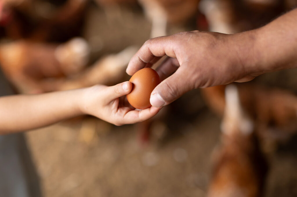 Primer plano de un hombre entregando cuidadosamente un huevo de gallina marrón a la mano pequeña de un niño, con gallinas de color café desenfocadas en el fondo de un corral.