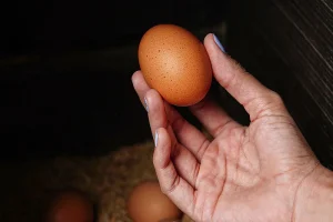 Un huevo en la mano de una persona.