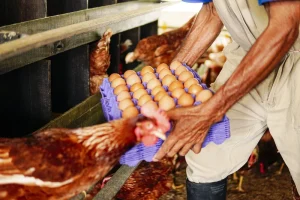 Una cubeta de huevos oro recién recogidos.