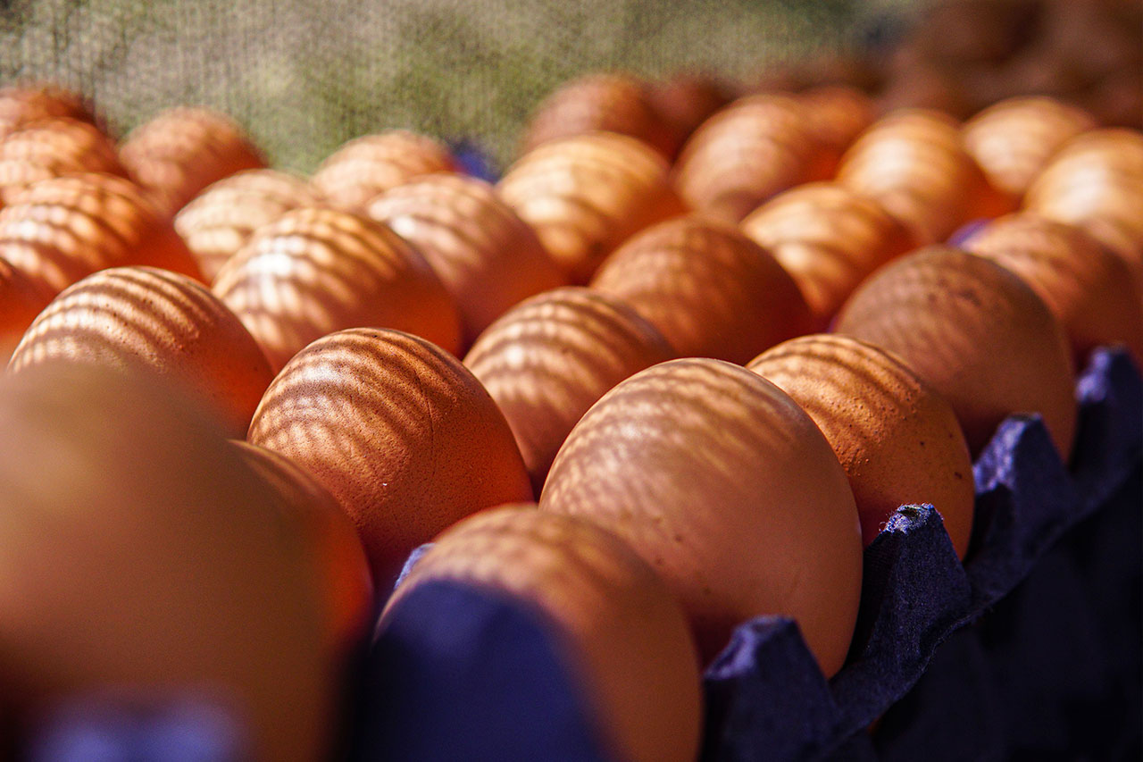 Primer plano de una hilera de huevos marrones en un cartón morado, bajo una luz que proyecta sombras lineales