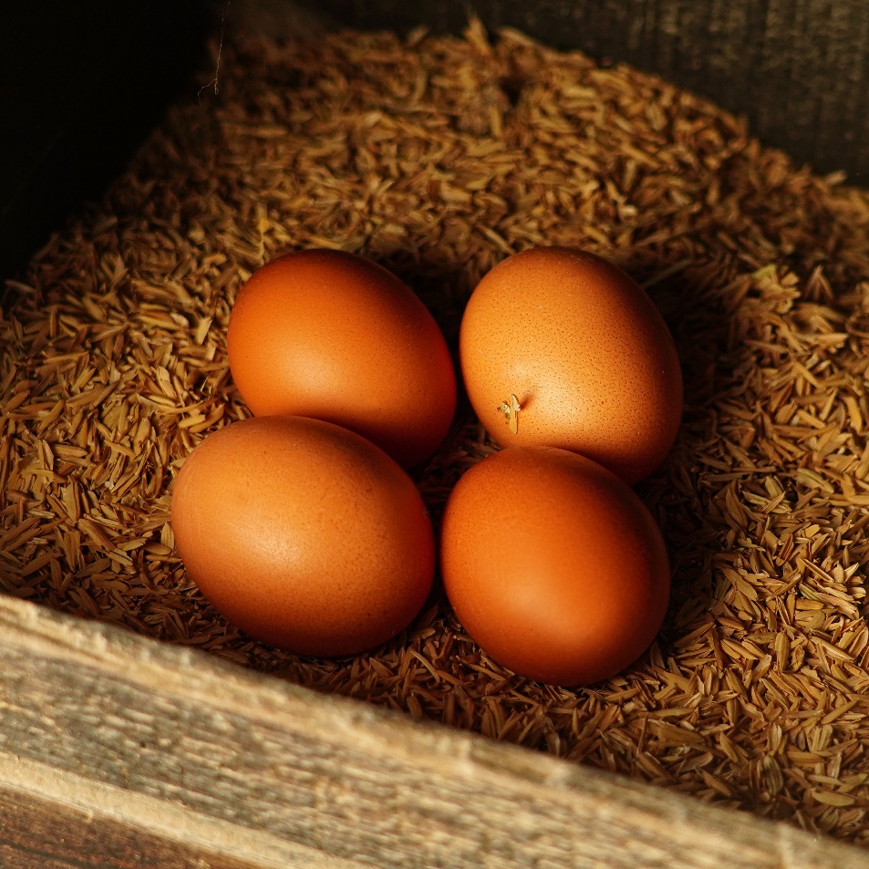 Unos huevos campesinos para recoger y hacer huevos pochados