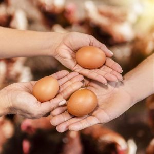 Unas manos sosteniendo unos huevos de gallina libre de jaula 