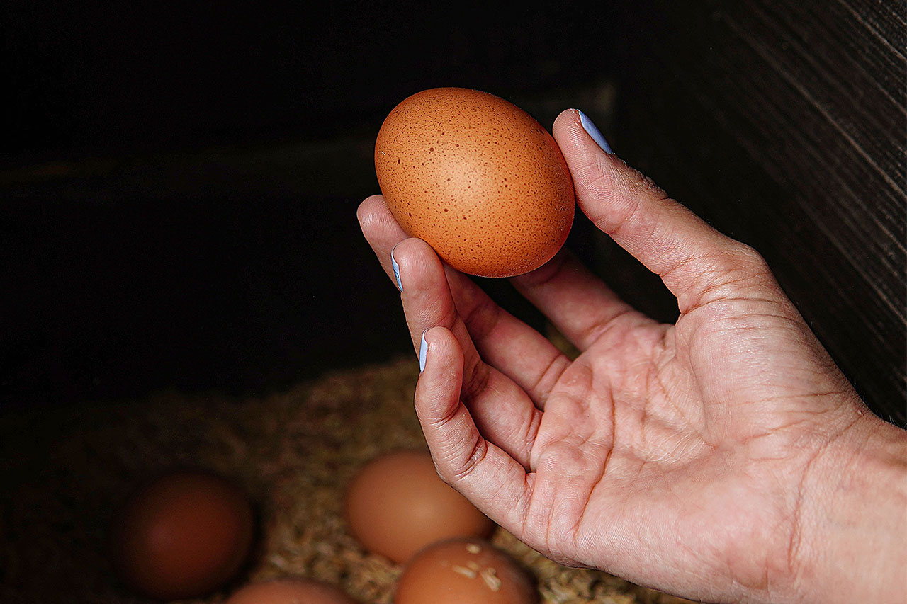 Huevo de granja recién recolectado sostenido por una persona para mostrar su textura y calidad natural.