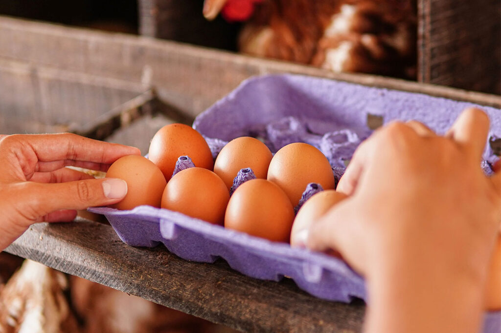 Proceso de recolección de huevos frescos de corral colocados en una huevera de cartón dentro de un nido de madera.