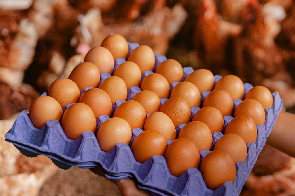 Una persona sostiene un panal de color azul vibrante que contiene 30 huevos de cáscara marrón.