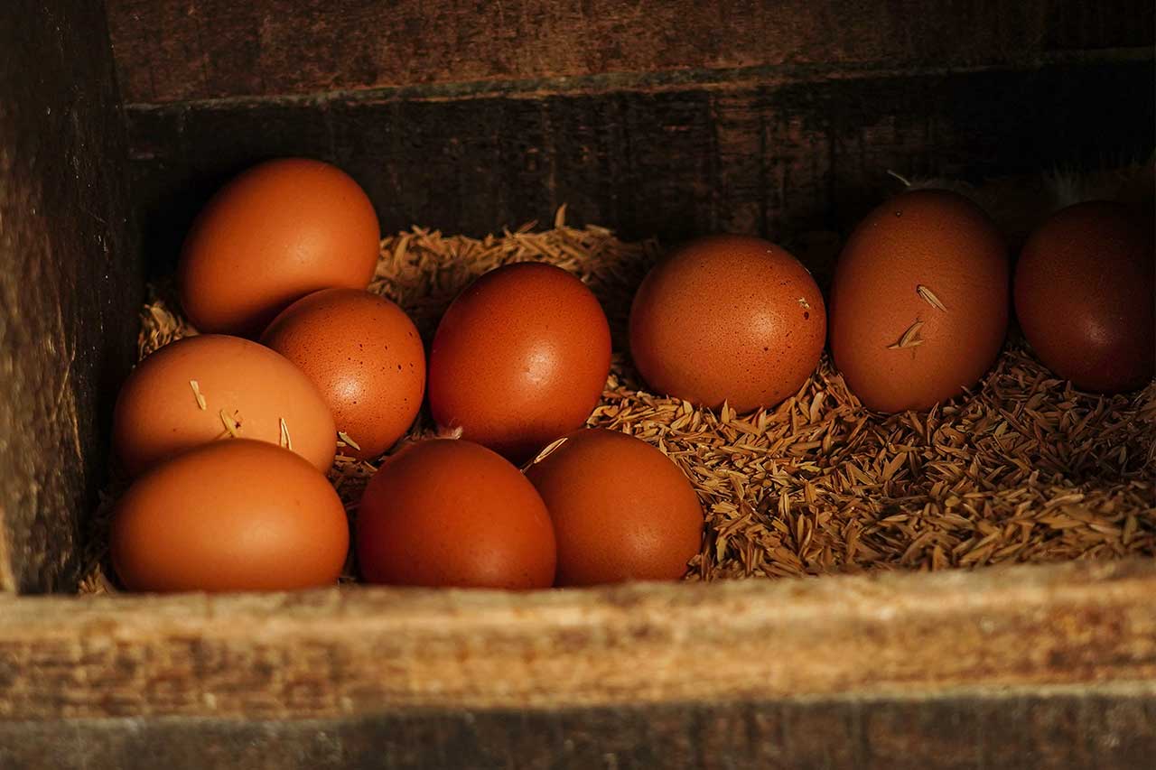 Primer plano de varios huevos marrones frescos descansando sobre un lecho de paja y cáscaras de arroz dentro de un nido de madera rústico y oscuro