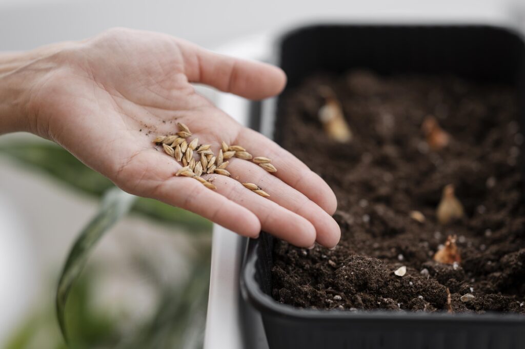 Una persona plantando semillas con abono orgánico