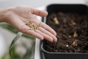 Una persona plantando semillas con abono orgánico