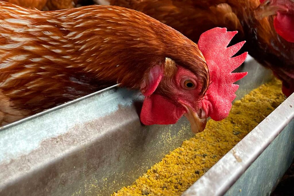 Primer plano de una gallina ponedora marrón con cresta roja brillante consumiendo alimento granulado amarillo de un comedero de acero galvanizado.