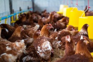 Unas gallinas comiendo alimentos para gallinas ponedoras.