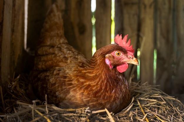 Una gallina ponedora poniendo un huevo en el galpón.