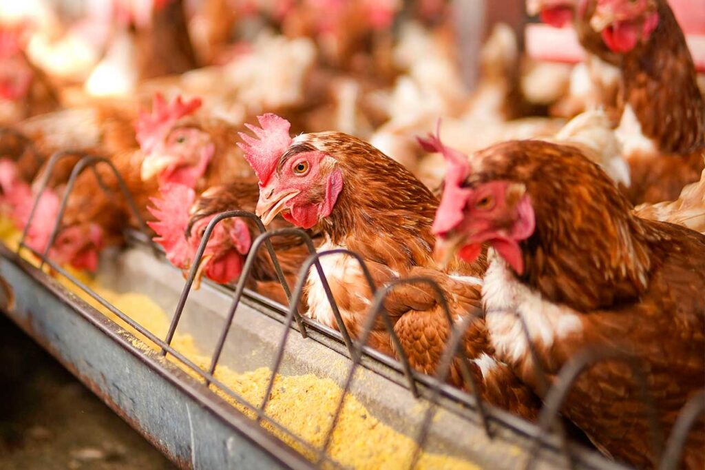 Grupo de gallinas ponedoras de plumaje marrón alineadas comiendo de un comedero metálico largo con alimento balanceado granulado en una granja avícola.