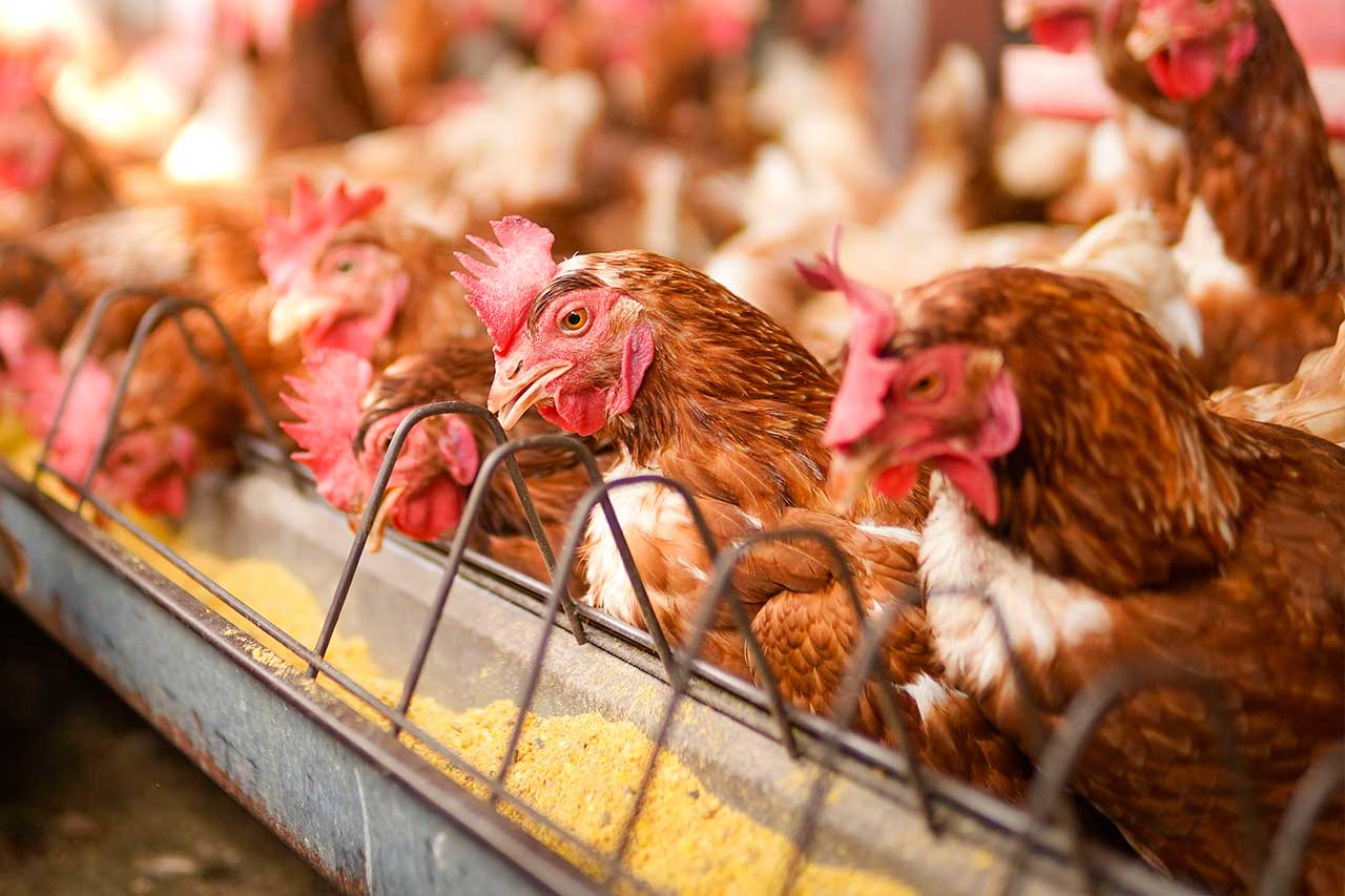 Grupo de gallinas ponedoras de plumaje marrón alineadas comiendo de un comedero metálico largo con alimento balanceado granulado en una granja avícola.