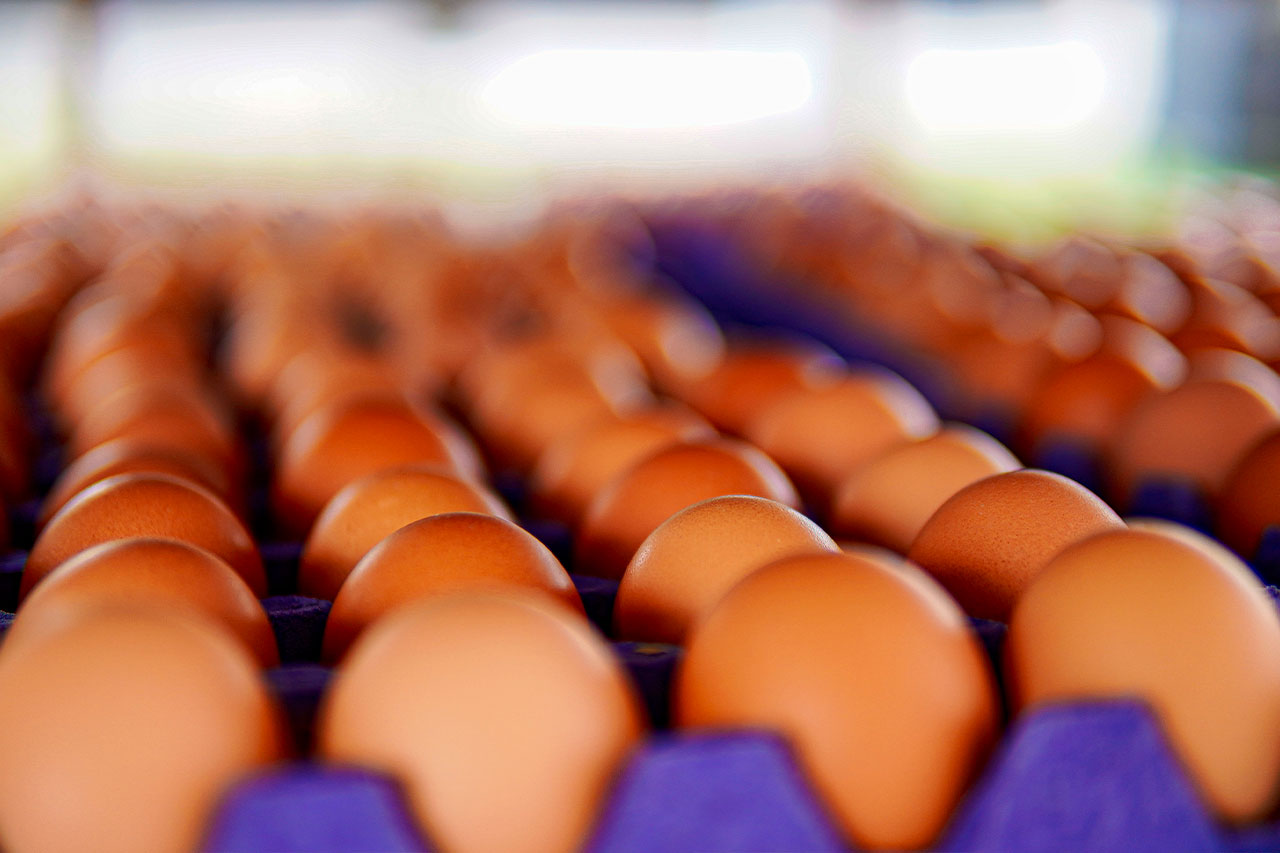 Una toma en primer plano y con profundidad de campo de decenas de huevos color marrón dispuestos en cartones de color morado.