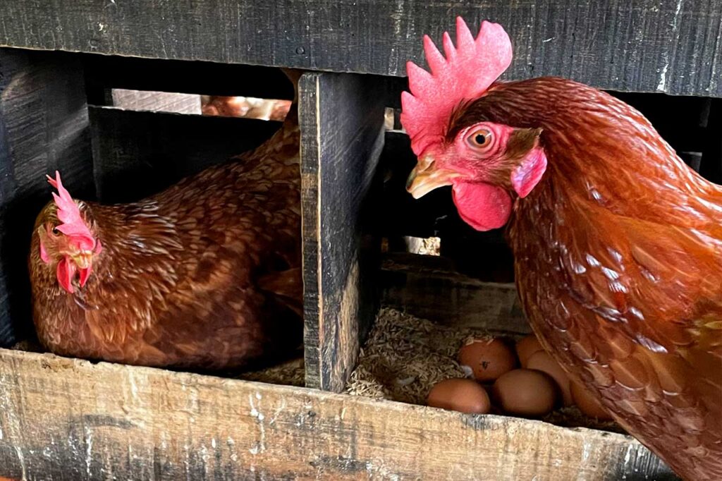 Dos gallinas ponedoras marrones en sus nidales de madera; una descansa y la otra vigila un grupo de huevos.
