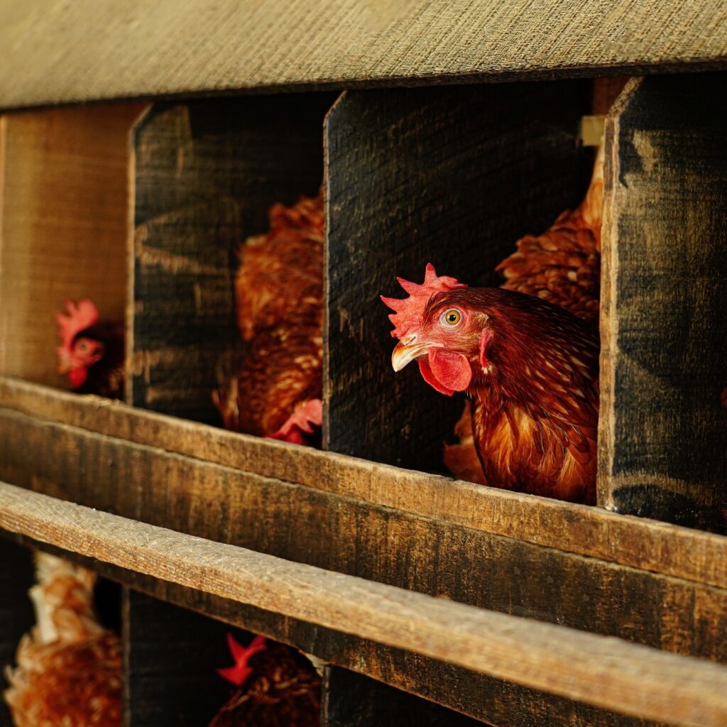 Unas gallinas ponedoras poniendo huevos en los galpones.