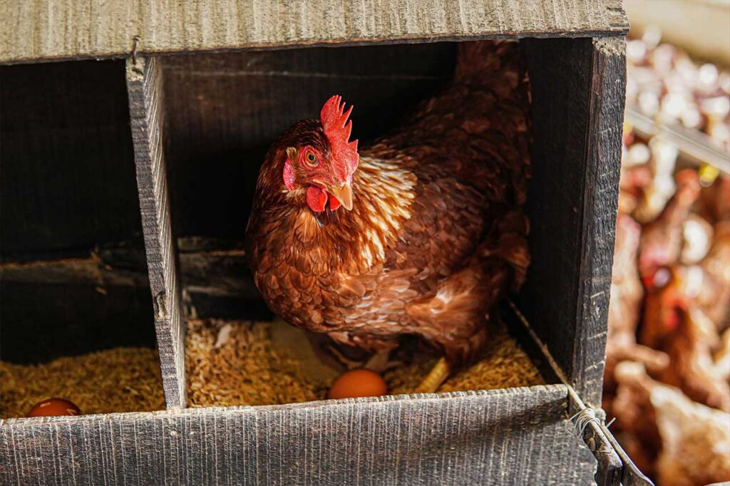 Una gallina de plumaje marrón rojizo dentro de un nidal de madera con un huevo recién puesto.