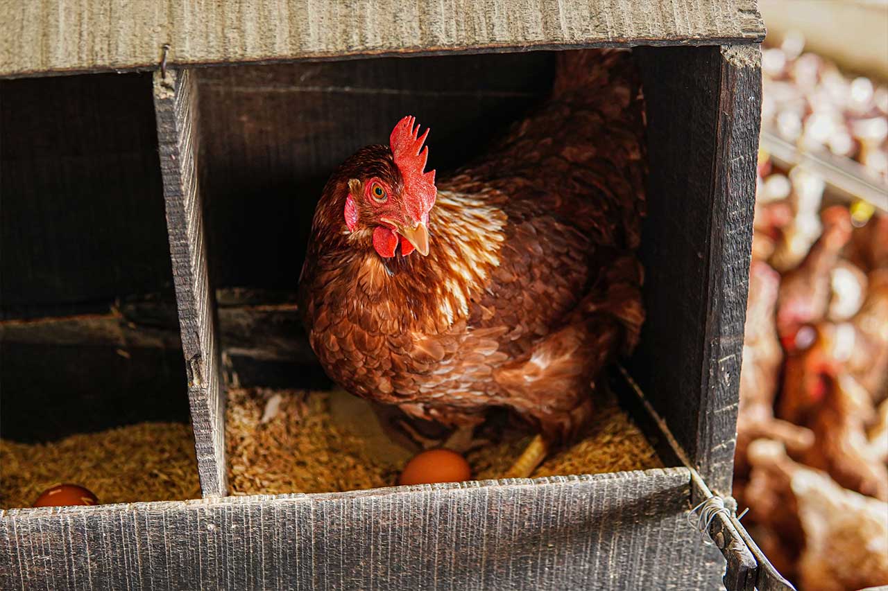 Una gallina de plumaje marrón rojizo dentro de un nidal de madera con un huevo recién puesto.