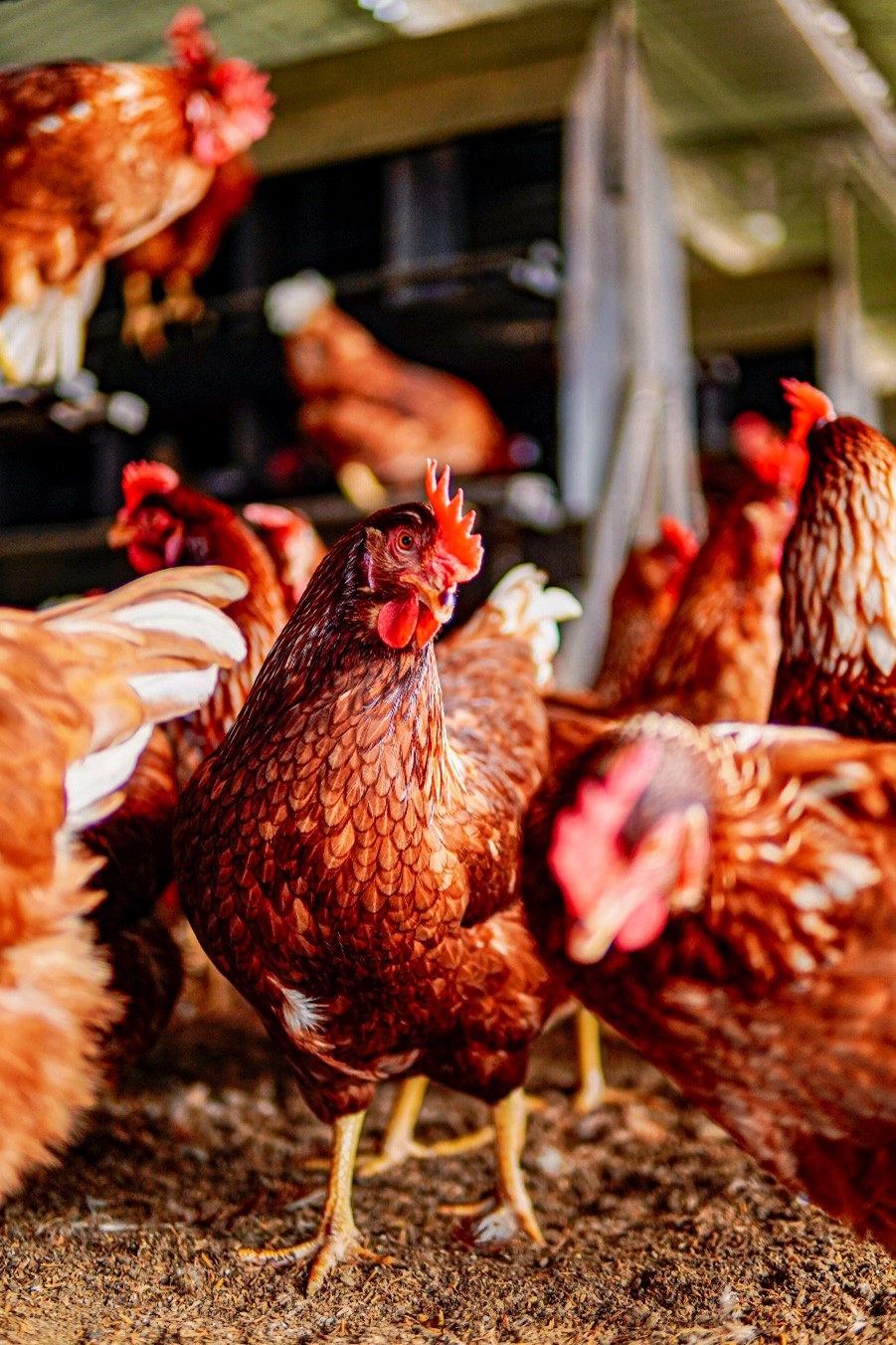 Unas gallinas ponedoras en galpones para recolectar huevos.