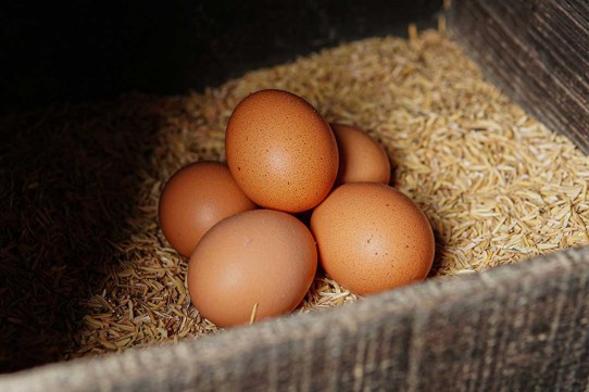 Huevos libres de jaula recién puestos sobre cama de viruta en un sistema de producción enfocado en el bienestar animal.
