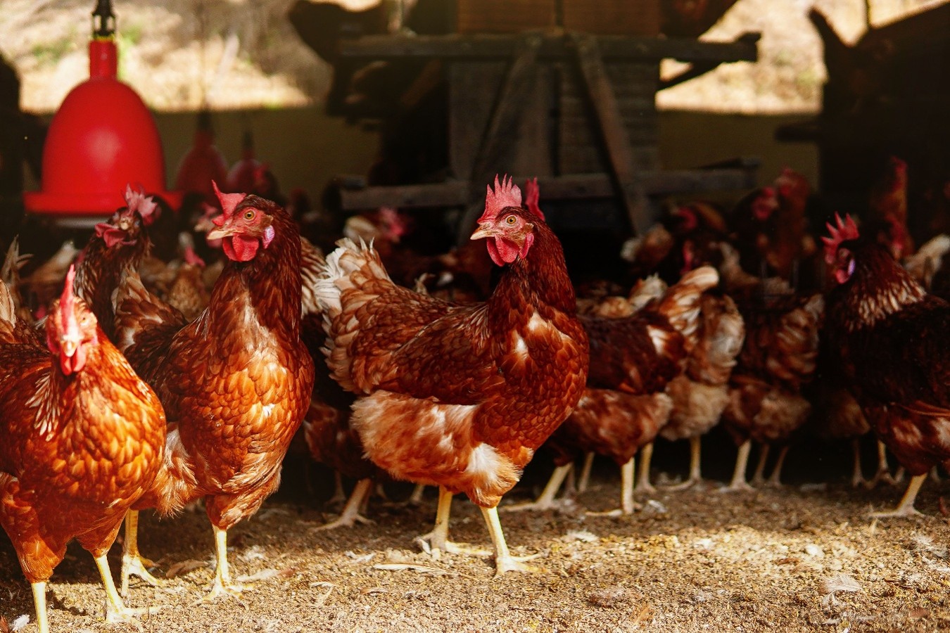 Gallinas libres de jaula desplazándose dentro del galpón como parte de un modelo de bienestar animal.