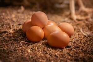  Huevos sobre una cama de material orgánico, un recurso ideal para reutilizar la cáscara de huevo en procesos de compostaje sostenible.