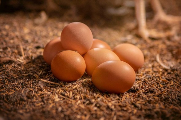  Huevos sobre una cama de material orgánico, un recurso ideal para reutilizar la cáscara de huevo en procesos de compostaje sostenible.
