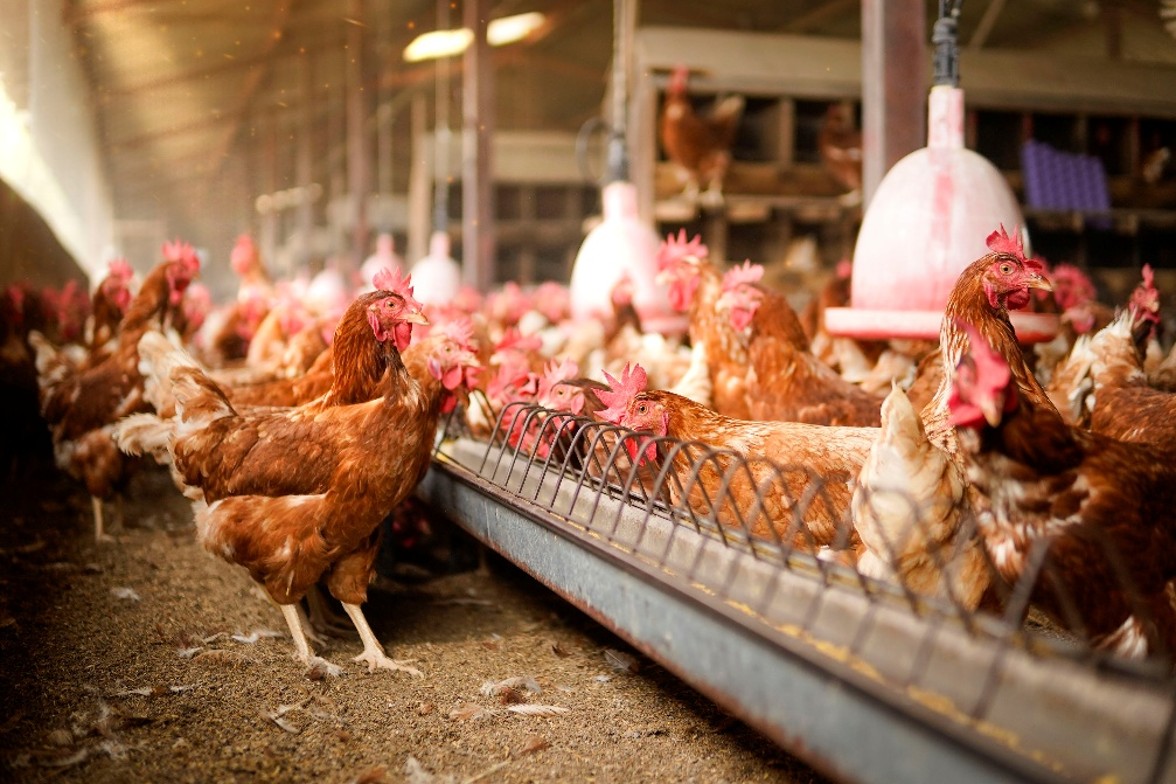 Gallinas libres de jaula alimentándose en un sistema de producción que promueve el bienestar animal