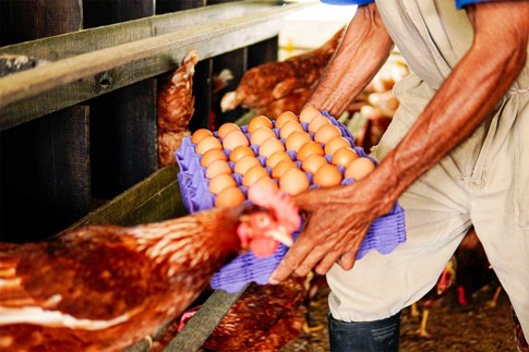 Recolección de huevos libres de jaula durante el proceso de producción responsable y cuidado de las gallinas.