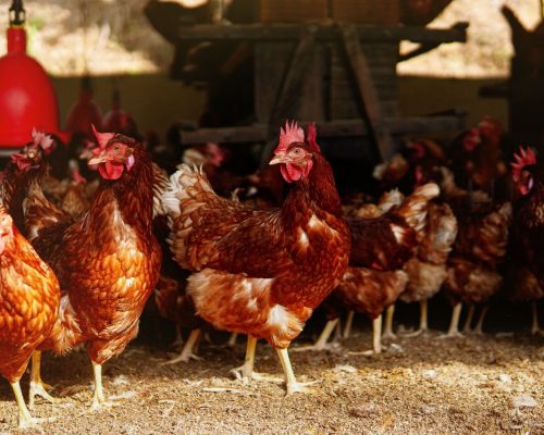 Gallinas libres de jaula desplazándose dentro del galpón como parte de un modelo de bienestar animal.