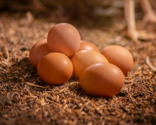  Huevos sobre una cama de material orgánico, un recurso ideal para reutilizar la cáscara de huevo en procesos de compostaje sostenible.
